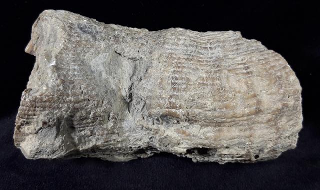 Hippurites (Vaccinites) cf. gosaviensis DOUVILLE 1891 - Bild © FossNet FossilienStore